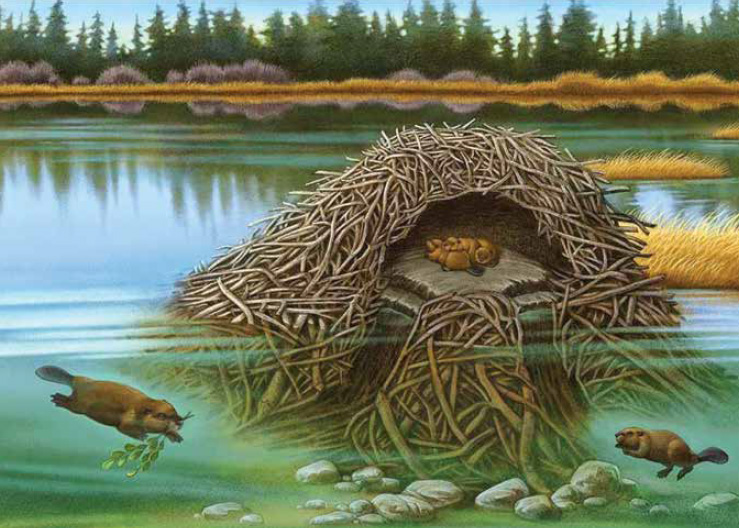 painting of a beaver dwelling